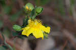 Fourpetal St. Johnswort